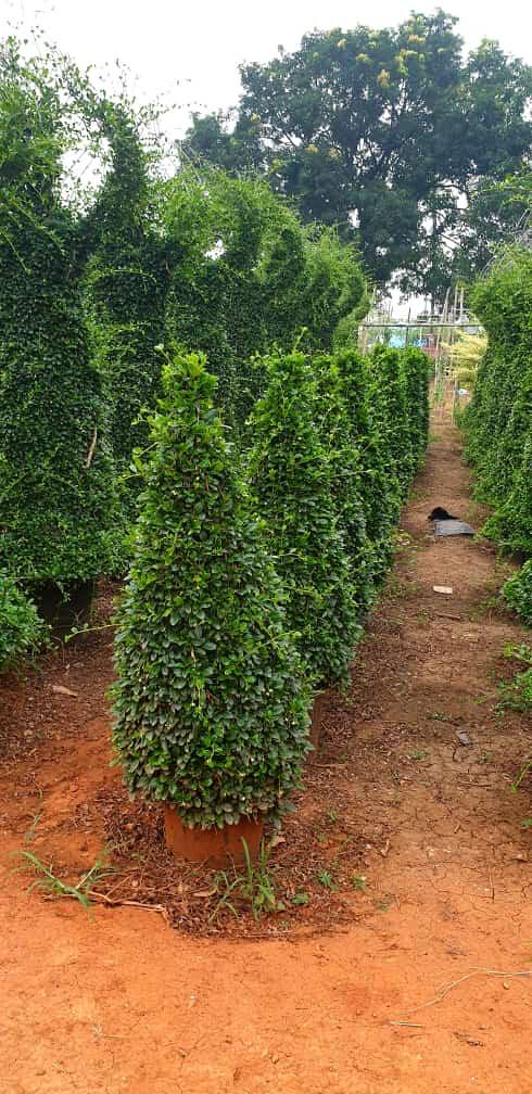 Exotic plants by Total Green Solutions — photo 3